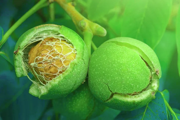 آیا درخت گردو اکسیژن تولید میکند؟