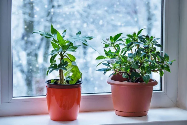 دلایل خرابی گیاهان در آپارتمان و خانه