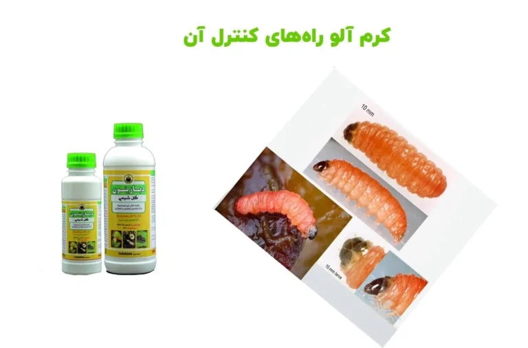 کرم آلو با چه سم هایی از بین می رود؟