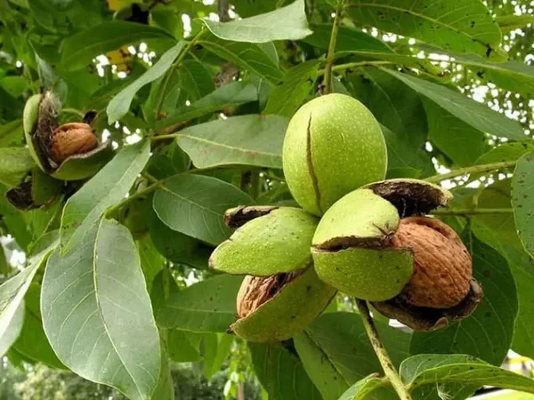 بهترین کود برای درخت گردو