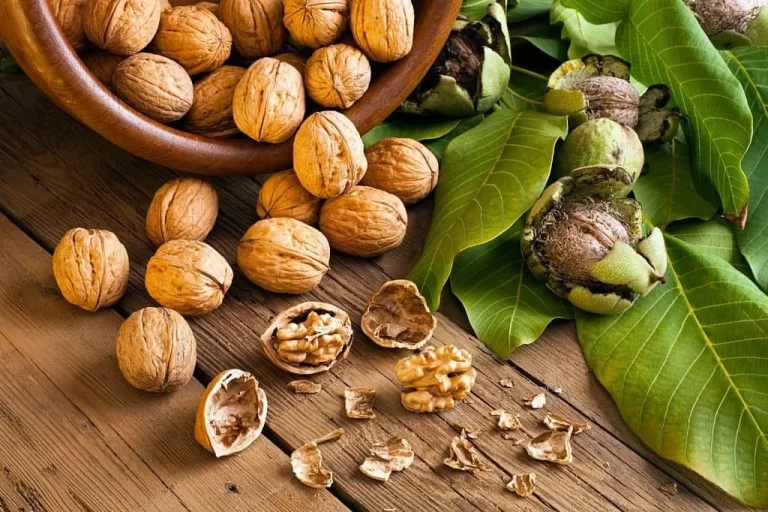 آیا خوابیدن زیر درخت گردو خطرناک است