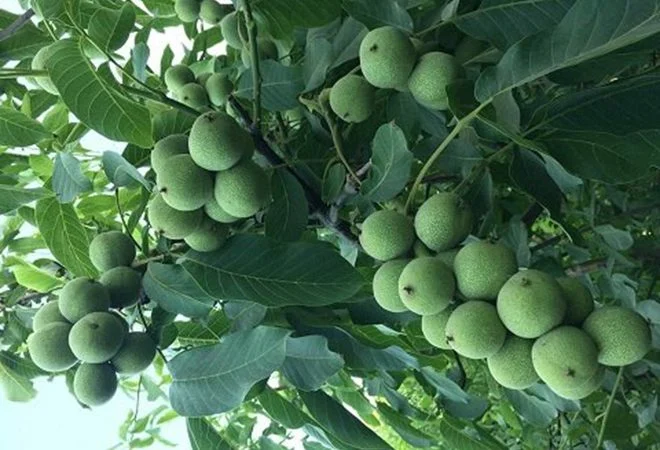 نحوه کاشت نهال گردو خوشه ای
