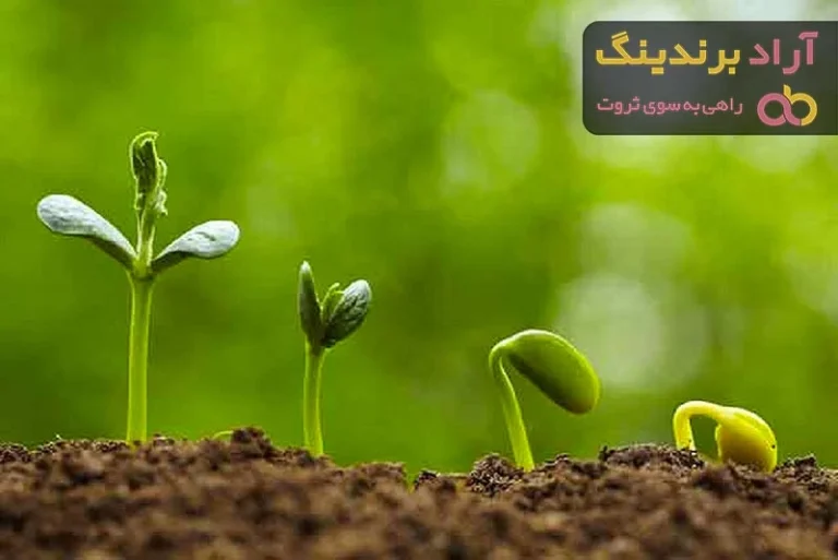 راهنمای جامع کاشت سبزه لوبیا قرمز برای نوروز ۱۴۰۵؛ از بذر تا سفره هفت سین