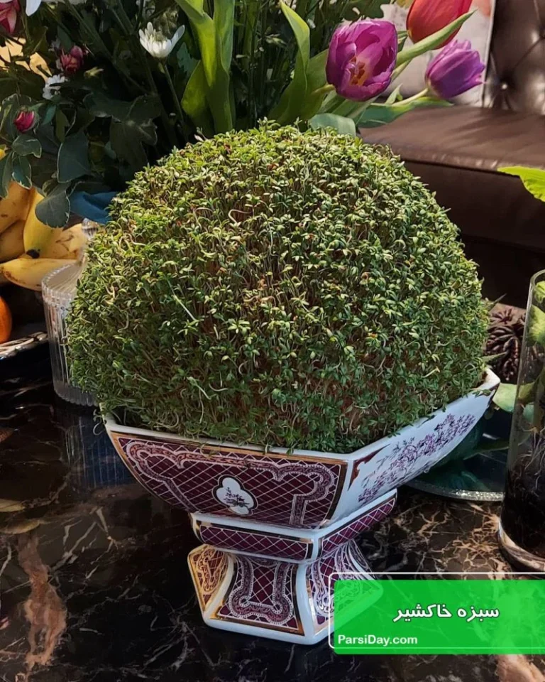 سبزه خاکشیر روی اسفنج