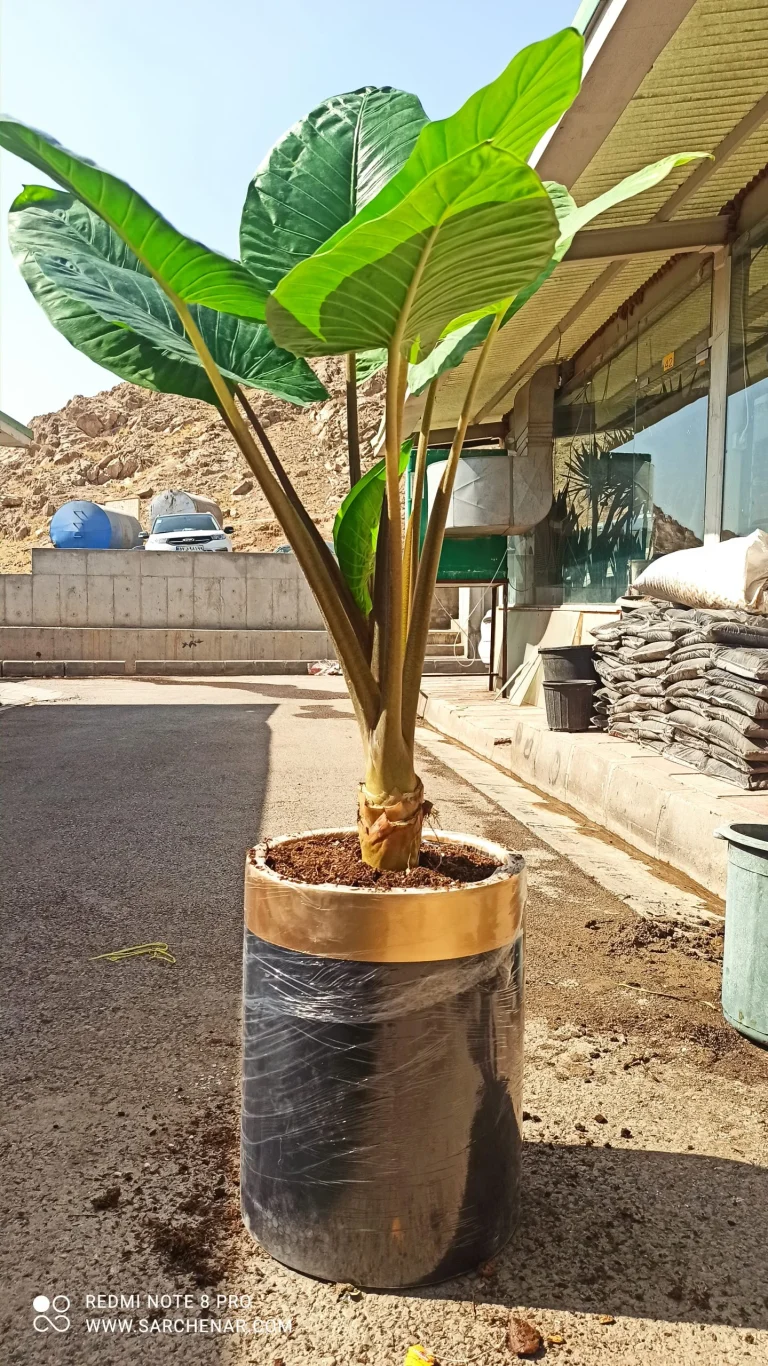 نگهداری گل بابا آدم در خانه