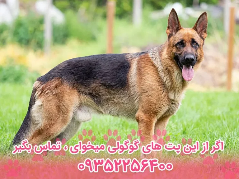 قیمت آموزش سگ ژرمن شپرد + جدول هزینه های جدید 1405