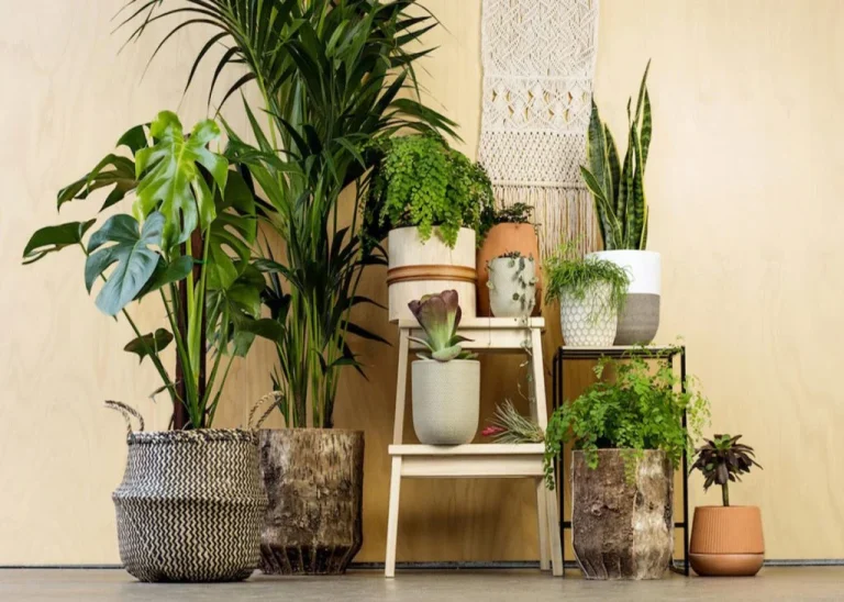 راهنمای جامع نگهداری از گل های چهار فصل آپارتمانی و معرفی بهترین گونه ها