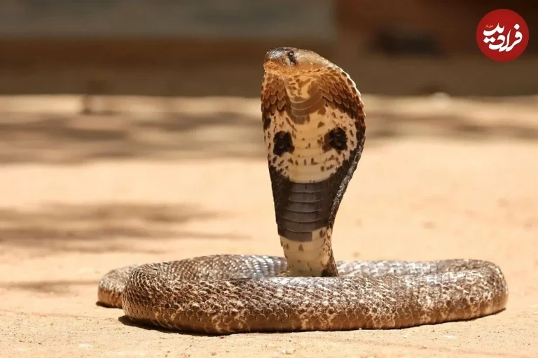 مار کبرا