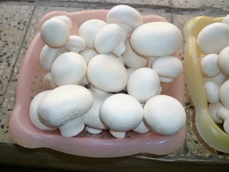 عکس قارچ