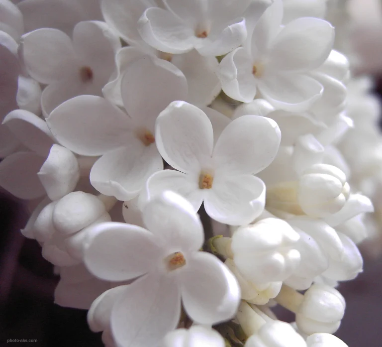 عکس گل یاس