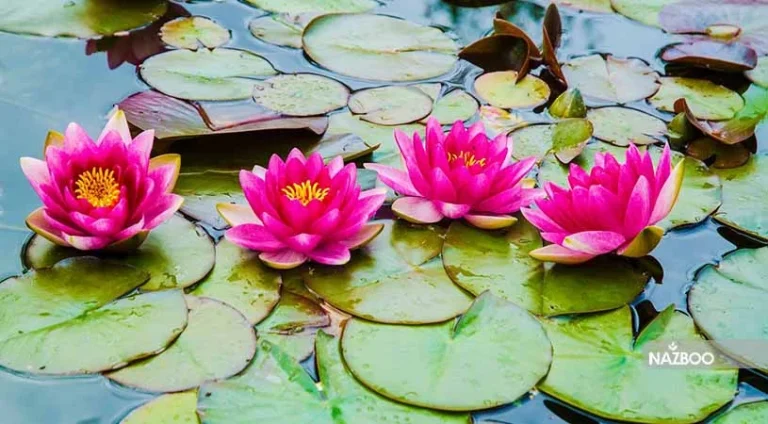 عکس گل نیلوفر آبی؛ راهنمای جامع عکاسی، نماد شناسی و انواع گونه ها