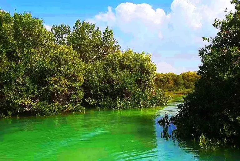 راهنمای جامع سفر به جنگل حرا؛ معجزه سبز و شناور خلیج فارس